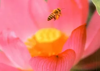 Brahmari (Vızıldayan arı)