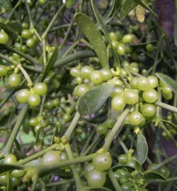 Burç (ökseotu, gökçe)