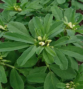 Buyotu (çemen, çimen)