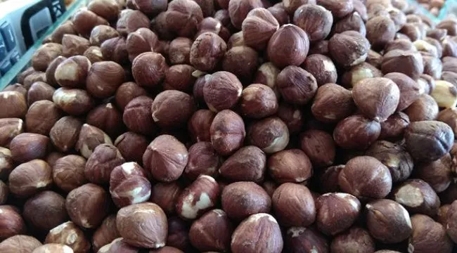 Çiğ fındığın bilinmeyen faydaları! Günde bir avuç yerseniz...