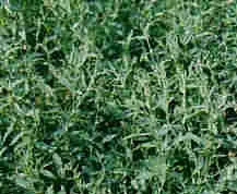 Çoban dağarcığı (kuş ekmeği)