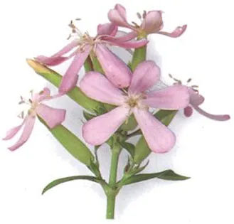 Çöğenotu (çövenotu, çevgen)