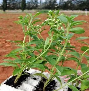 Diyabet hastaları için ‘şeker otu’ üretiliyor!