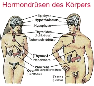 Hormonlarla ilgili konular