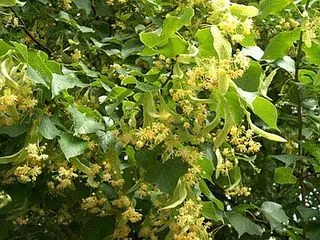 Ihlamur (Tilia Argentea-Europoea)