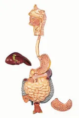 Sağlıklı sindirim