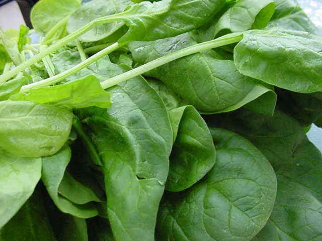 Temel reis haklıydı – Yeşillikler güç verir